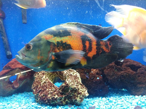 Pet Store «Pet Cove», reviews and photos, 820 E Center St, Kingsport, TN 37660, USA