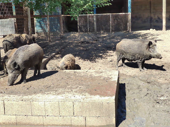 Értékelések erről a helyről: Gyöngyösi Állatkert Vendéglátó és Szabadidőpark Kft., Gyöngyös - Hamburger