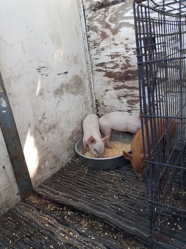 Home Improvement Store «Tractor Supply Co.», reviews and photos, 4888 Okeechobee Rd, Fort Pierce, FL 34947, USA