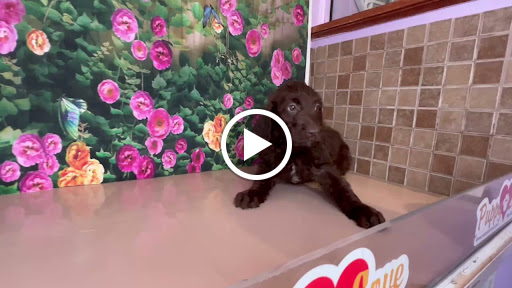 Pet Store «Puppy Love», reviews and photos, 4802 Valley View Blvd NW Uf290, Roanoke, VA 24012, USA