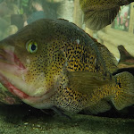 Photo n° 15 de l'avis de Raphael.t fait le 07/08/2021 à 19:56 pour Aquarium d'Amnéville à Amnéville