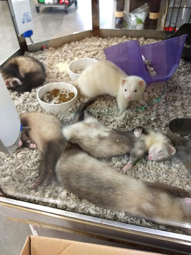 Pet Supply Store «Petco Animal Supplies», reviews and photos, 4600 Casey Blvd #100, Williamsburg, VA 23188, USA