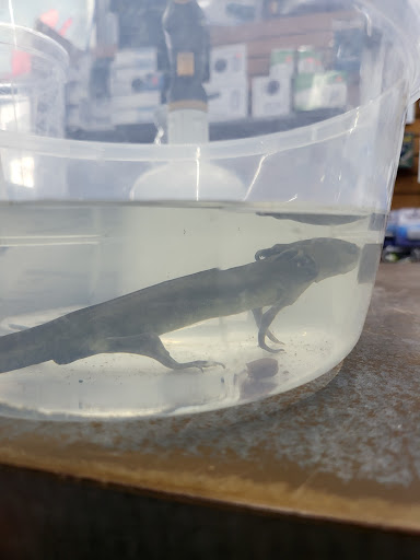 Tropical Fish Store «Something Fishy», reviews and photos, 954 S Wayne Rd, Westland, MI 48186, USA