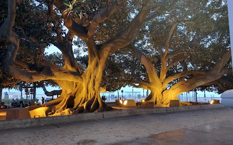 Ficus Trees image