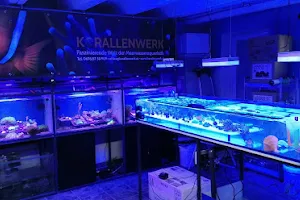 Korallenwerk Meerwasseraquaristik image