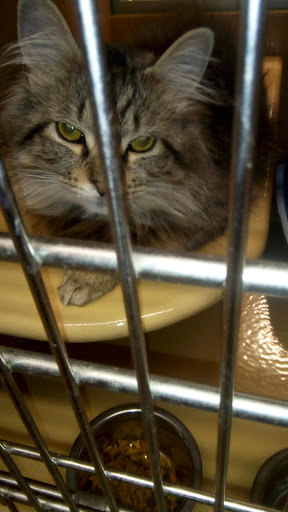 Pet Supply Store «PetSmart», reviews and photos, 479 River Hill Dr, Ashland, KY 41101, USA