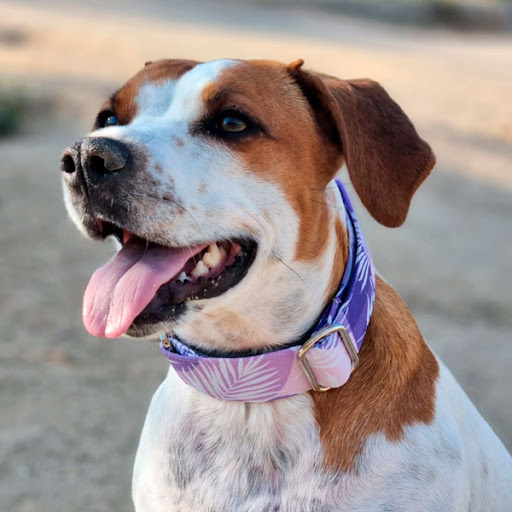 Collares Martingale - Arroyomolinos