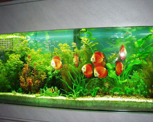 Tropical Fish Store «Jack Wattley Discus», reviews and photos, 6944 NE 4th Ave, Miami, FL 33138, USA