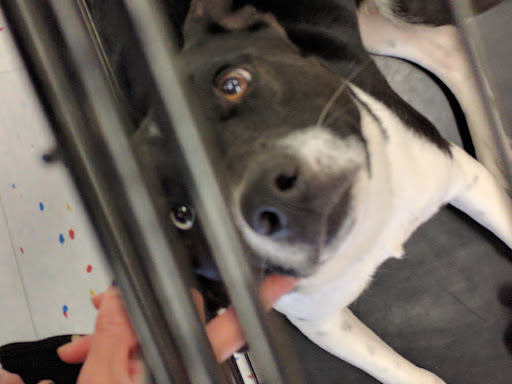 Pet Supply Store «Petco Animal Supplies», reviews and photos, 364 Randall Rd, South Elgin, IL 60177, USA