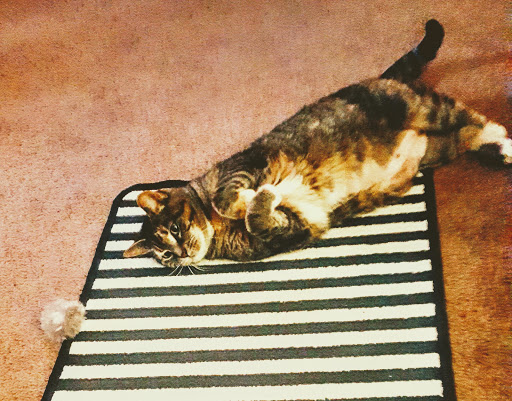 Pet Supply Store «PetSmart», reviews and photos, 215 N Burkhardt Rd, Evansville, IN 47715, USA