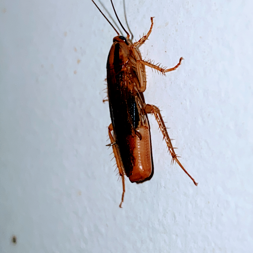 Cockroach disinfection Glasgow