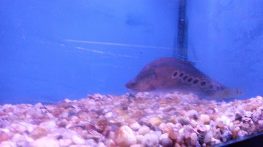 Aquarium «Crystal Reef Aquariums», reviews and photos, 311 Pass Rd, Gulfport, MS 39507, USA