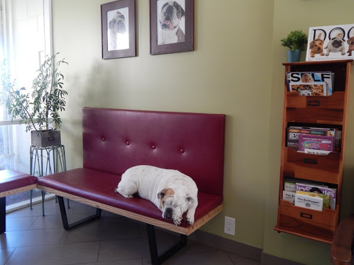 Dr. Kraemer Vet4Bulldog image