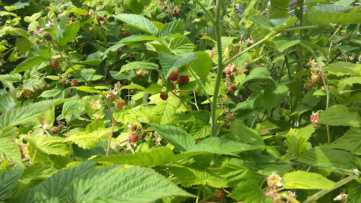 Public Golf Course «Walter Hall Golf Course», reviews and photos, 1226 W Casino Rd, Everett, WA 98204, USA