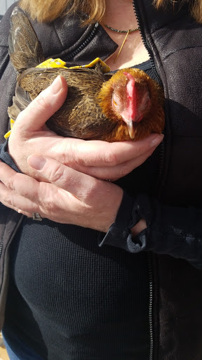 Pet Supply Store «Western Ranch & Pet Supply», reviews and photos, 103 Aegean Way, Vacaville, CA 95687, USA