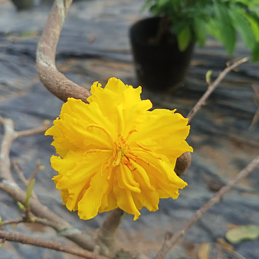 Vườn Mai Duy Linh