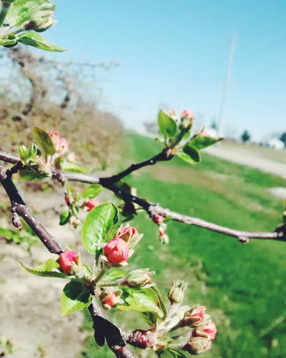 Orchard «Tuttle Orchards», reviews and photos, 5717 N 300 W, Greenfield, IN 46140, USA