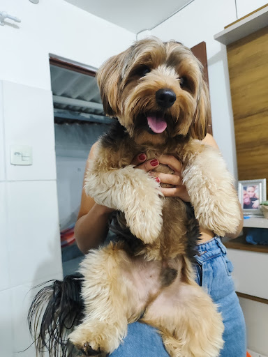Logo da empresa - Casa pet cabral