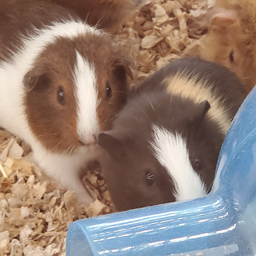 Pet Supply Store «Pet Supplies Plus», reviews and photos, 30450 Lakeshore Blvd, Willowick, OH 44095, USA