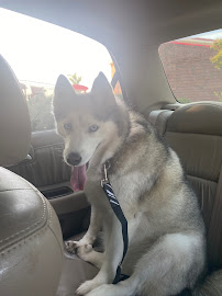 Wendy Collins Pet Sitting LLC - Photo 6 - Car repair in , Winston-Salem