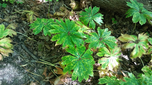 Nature Preserve «Scio Woods Preserve», reviews and photos, Scio Church Rd, Ann Arbor, MI 48103, USA