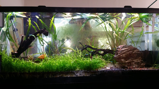 Tropical Fish Store «The Premium Aquarium», reviews and photos, 1875 25th St SE, Salem, OR 97302, USA