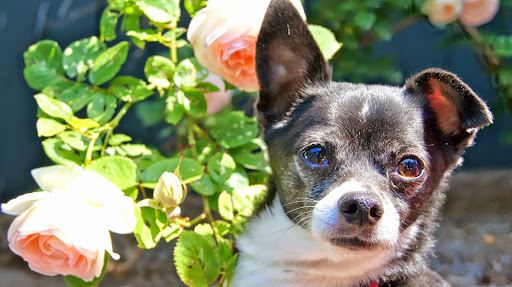 Pet Boarding Service «About Pets Center», reviews and photos, 1604 Conehurst Blvd, Salem, VA 24153, USA