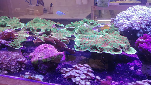 Tropical Fish Store «BluReef Aquarium», reviews and photos, 2198 Flatbush Ave, Brooklyn, NY 11234, USA