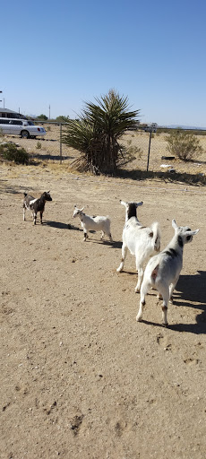 Pet Supply Store «PetSmart», reviews and photos, 3260 Stockton Hill Rd, Kingman, AZ 86409, USA