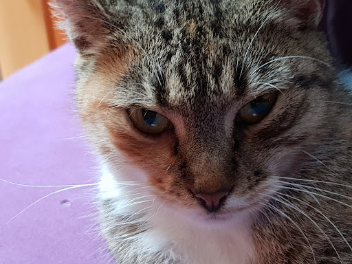 Tierarztpraxis Dr. Bader unter Altmannstein, Bayern