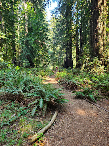 Nature Preserve «LandPaths Grove of Old Trees», reviews and photos, 17599 Fitzpatrick Ln, Occidental, CA 95465, USA