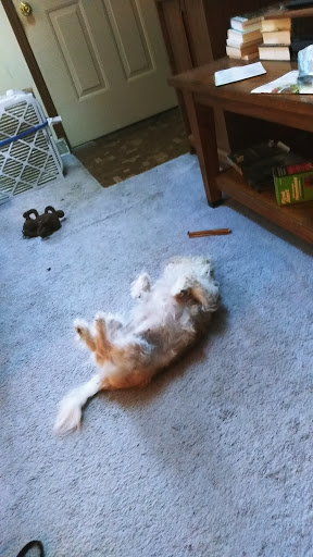 Pet Supply Store «Pet Source», reviews and photos, 1927 Spartanburg Hwy, Hendersonville, NC 28792, USA