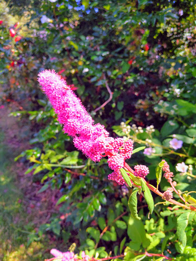 Park «Vista Brook Park», reviews and photos, 6697 SW 88th Ave, Portland, OR 97223, USA