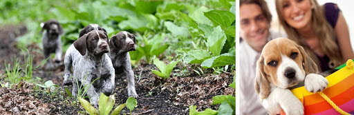 Pet Supply Store «Pet City», reviews and photos, 1710 Briargate Blvd, Colorado Springs, CO 80920, USA