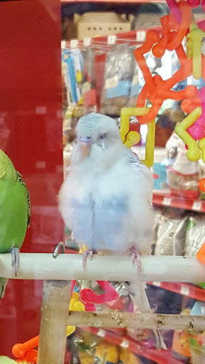 Pet Supply Store «Petco Animal Supplies», reviews and photos, 4012 W 27th Ave, Kennewick, WA 99337, USA