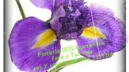 Floreria Iris Queretaro
