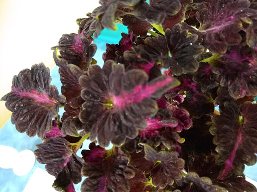 Park «Memorial Park», reviews and photos, 580 Valley St, Maplewood, NJ 07040, USA