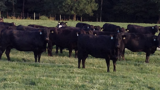 Kentucky Tennessee Livestock Market, Inc.