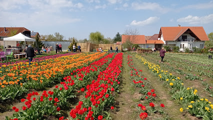 Tulipgarden Balaton