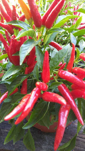 Grocery Store «Red Top Farm Market», reviews and photos, 1801 NJ-70, Southampton Township, NJ 08088, USA