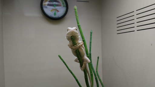 Pet Supply Store «Pet Supplies Plus», reviews and photos, 1937 FL-60, Valrico, FL 33594, USA