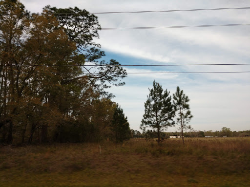 National Forest «Apalachicola National Forest», reviews and photos, Stateroad 13, Sopchoppy, FL 32358, USA