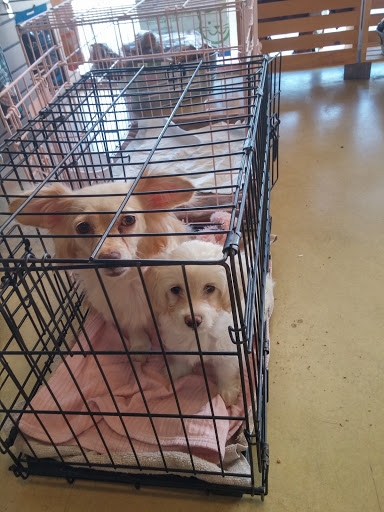 Pet Supply Store «The Naked Dog (Protein For Pets)», reviews and photos, 701 S Weir Canyon Rd #111, Anaheim, CA 92808, USA