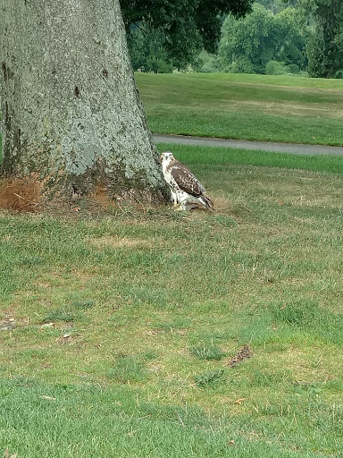 Golf Course «Kissena Park Golf Course», reviews and photos, 164-15 Booth Memorial Ave, Fresh Meadows, NY 11365, USA