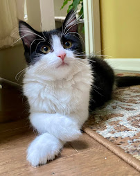 Dearborn Family Pet Care - Photo 3 - Car repair in Dearborn, MI, Dearborn