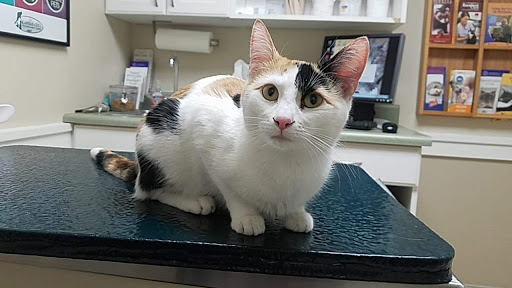 Kansas City Veterinary Care image