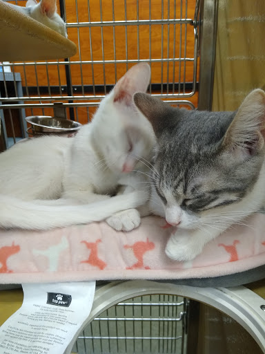 Pet Supply Store «PetSmart», reviews and photos, 17651 Colima Rd, City of Industry, CA 91748, USA