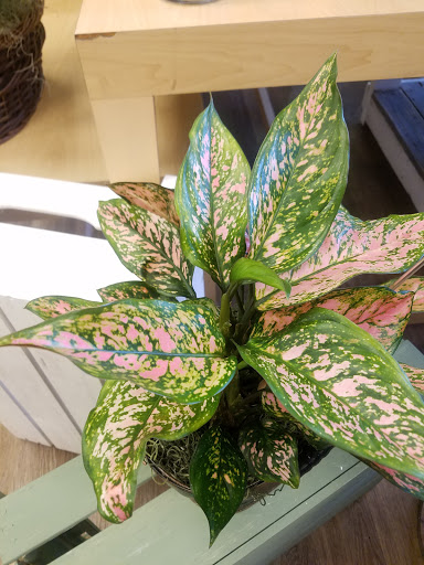 Florist «Reed Floral & Gift», reviews and photos, 5364 S 1900 W, Roy, UT 84067, USA