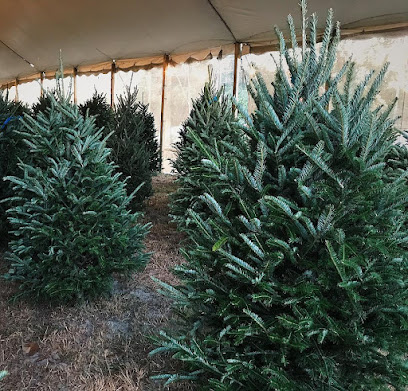 Ciro and Sons Christmas Trees