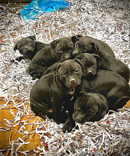 Pet Supply Store «Ace Pet Supply & K-9 Center Inc», reviews and photos, 206 Vanderpool St, Newark, NJ 07114, USA